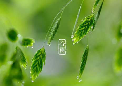 《药师法门》二十四节气养生法——谷雨