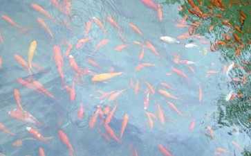 放生思轮回迷惑往入死门苦