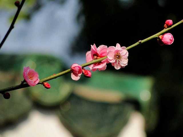 怀孕读地藏菩萨本愿经