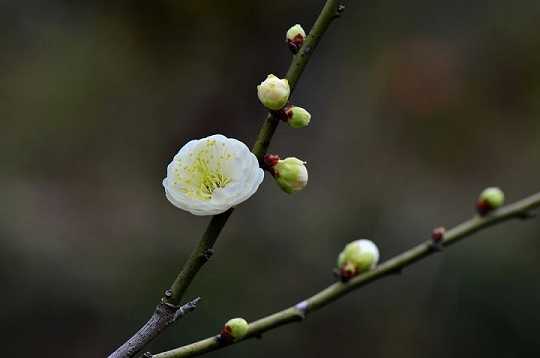 文殊师利菩萨心咒唱诵