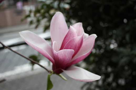 文殊菩萨五字心咒