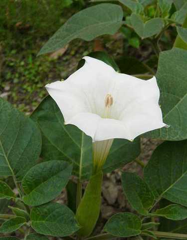 文殊师利菩萨咒语108遍