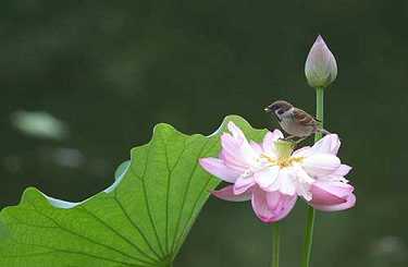 黄文殊菩萨心咒注音